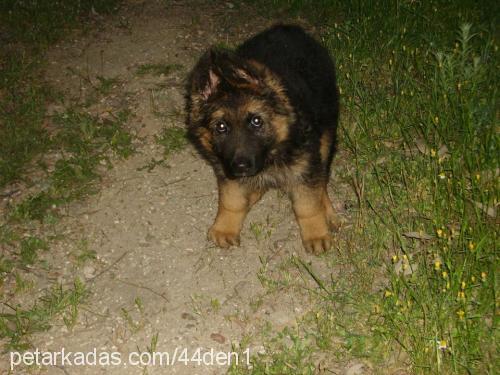 thor Erkek Alman Çoban Köpeği