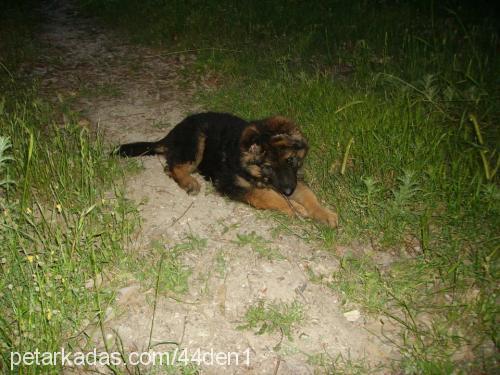 thor Erkek Alman Çoban Köpeği