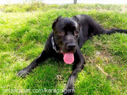 gölge Erkek Cane Corso Italiano