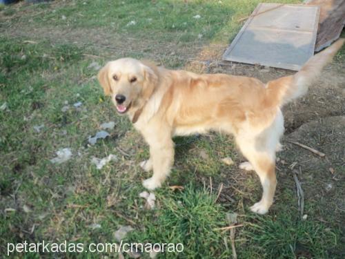 jack Erkek Golden Retriever