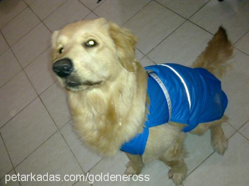 eros Erkek Golden Retriever