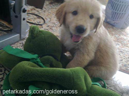 eros Erkek Golden Retriever