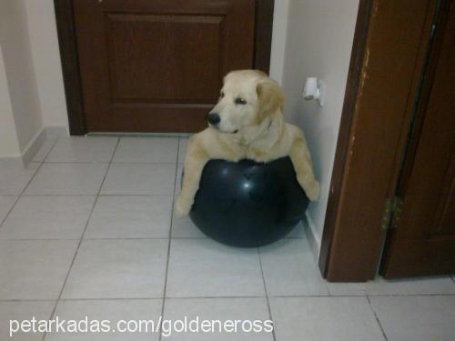 eros Erkek Golden Retriever