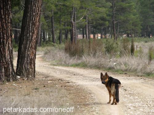 tommy Erkek Alman Çoban Köpeği