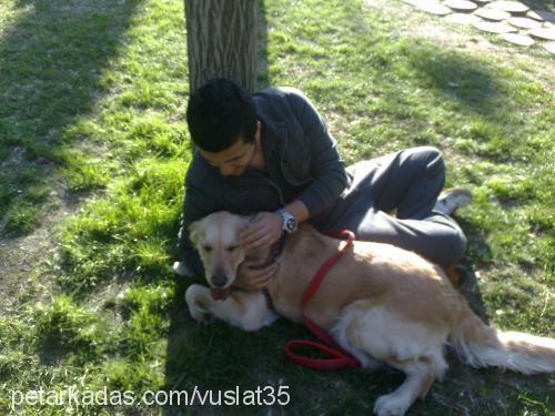 gümüş Dişi Golden Retriever