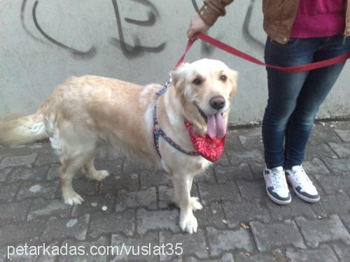 gümüş Dişi Golden Retriever