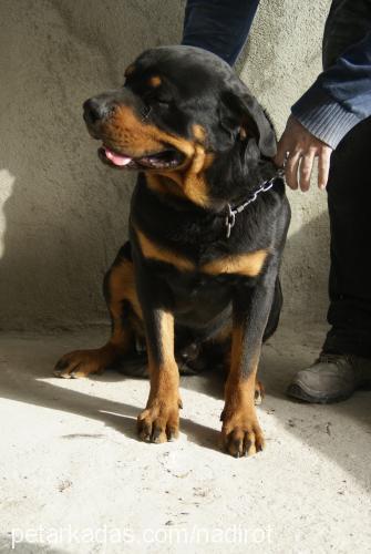 dozo Erkek Rottweiler