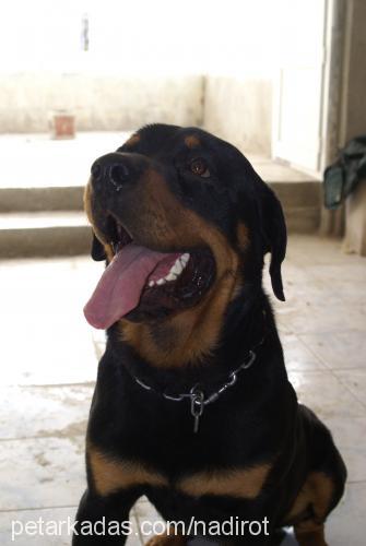 dozo Erkek Rottweiler