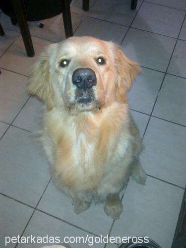 eros Erkek Golden Retriever