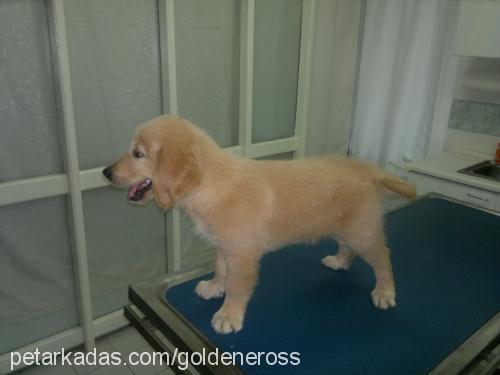 eros Erkek Golden Retriever