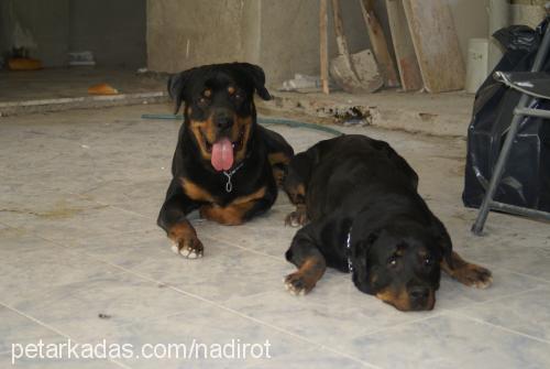 dozo Erkek Rottweiler