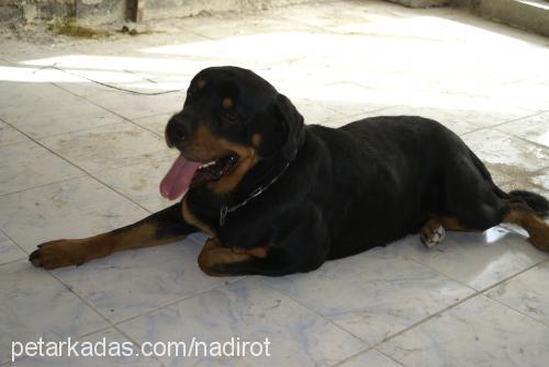 dozo Erkek Rottweiler