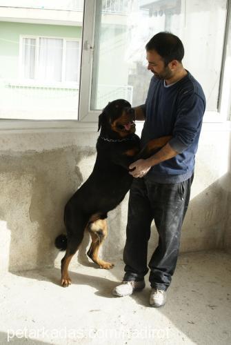 dozo Erkek Rottweiler