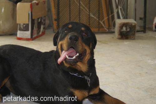 dozo Erkek Rottweiler