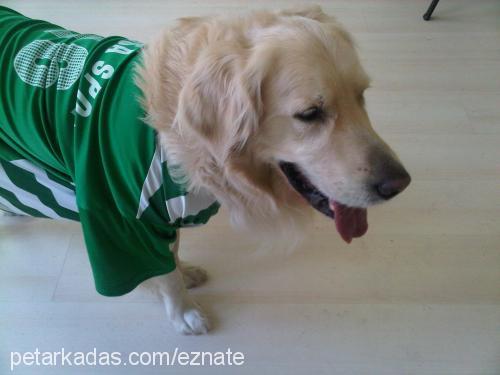 dost Erkek Golden Retriever