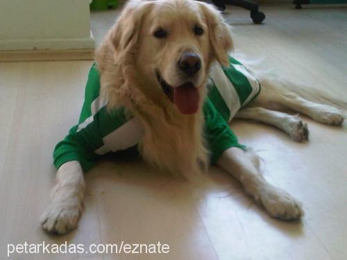 dost Erkek Golden Retriever