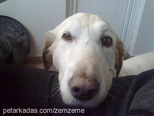 findik Dişi Golden Retriever