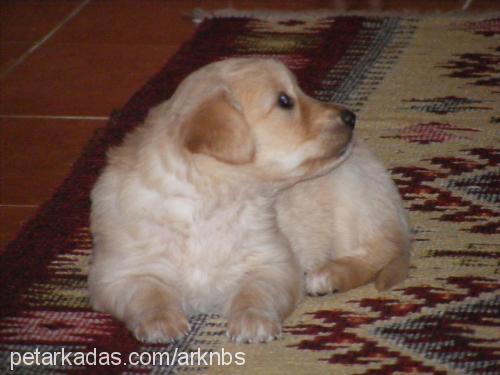 queen Dişi Golden Retriever