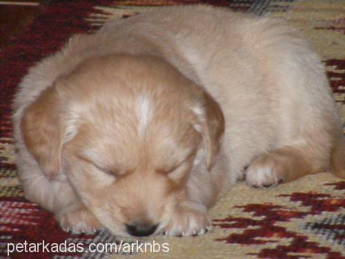 queen Dişi Golden Retriever