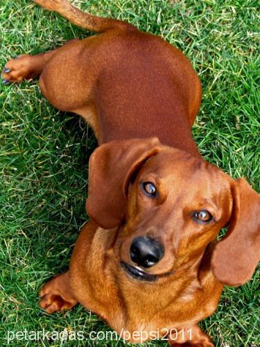 pepsi Erkek Dachshund