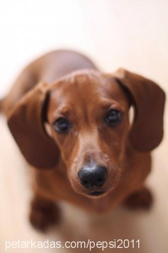 pepsi Erkek Dachshund