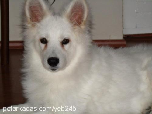 tango Erkek Samoyed