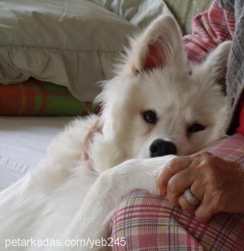 tango Erkek Samoyed