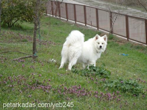 tango Erkek Samoyed