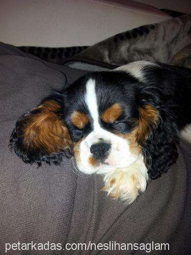 merlin Erkek Cavalier King Charles Spanieli