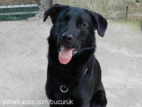 zeytım Erkek Flat Coated Retriever