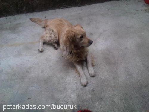 köpükoğul Erkek Golden Retriever