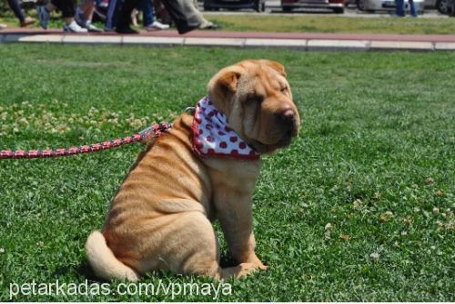 maya Dişi Çin Shar-Pei