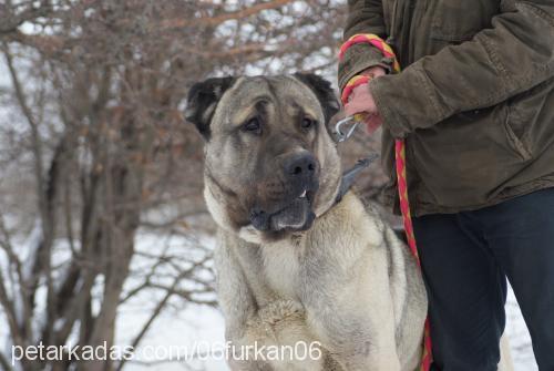 ayı Erkek Kangal