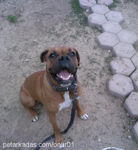 lucky Dişi Boxer