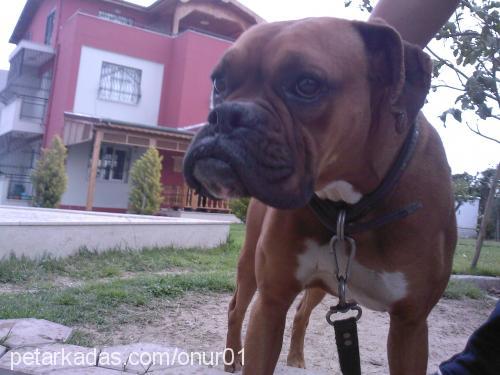 lucky Dişi Boxer