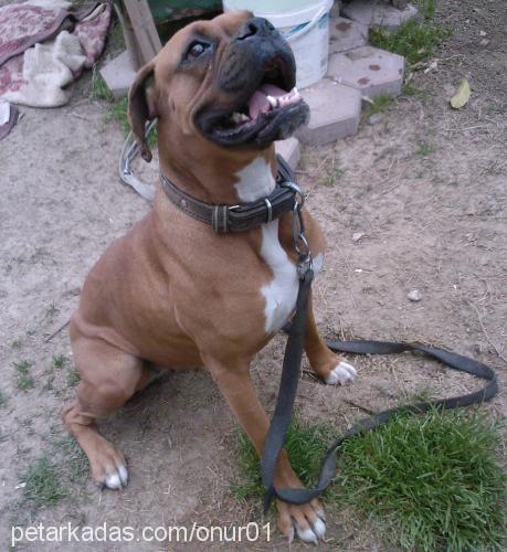 lucky Dişi Boxer