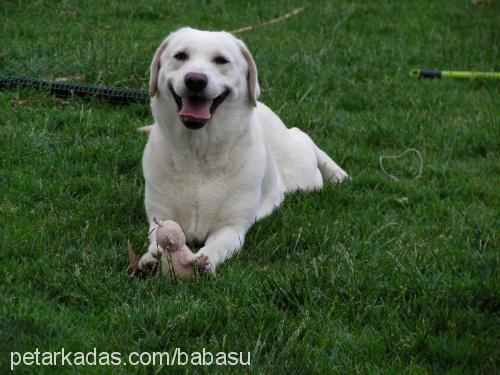 gold Dişi Labrador Retriever