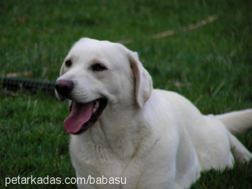 gold Dişi Labrador Retriever