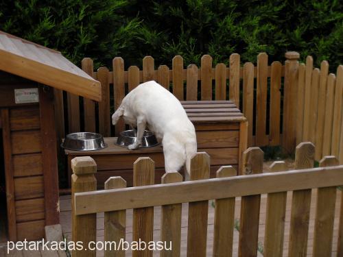 gold Dişi Labrador Retriever