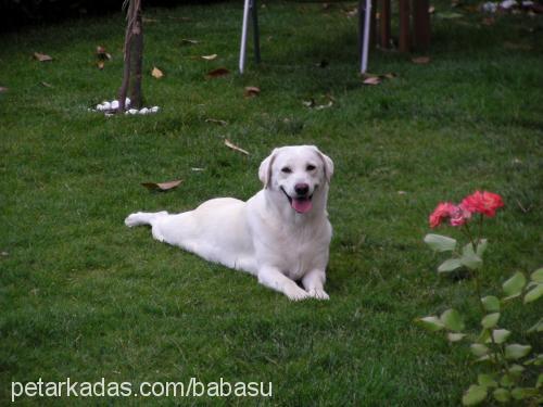 gold Dişi Labrador Retriever