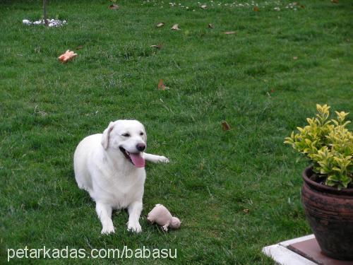 gold Dişi Labrador Retriever