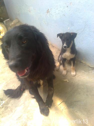 hera Dişi Flat Coated Retriever