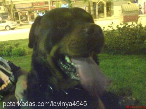 azorka Erkek Rottweiler