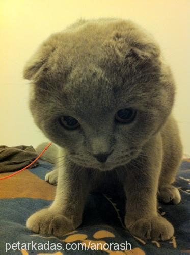 ajan Erkek Scottish Fold