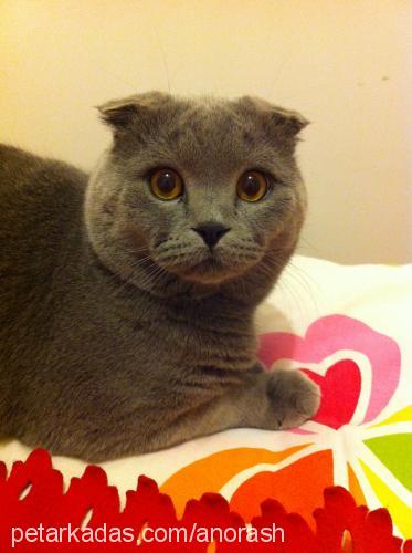 ajan Erkek Scottish Fold