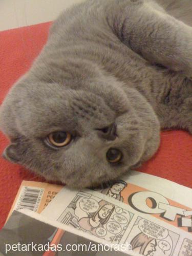 ajan Erkek Scottish Fold