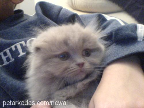 asya-candy Dişi Scottish Fold