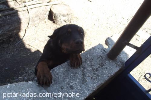 ares Erkek Rottweiler