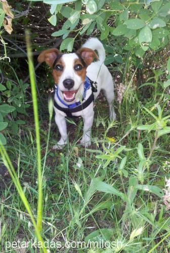 milo Erkek Jack Russell Terrier