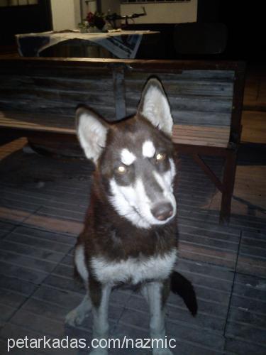 athena Dişi Sibirya Kurdu (Husky)